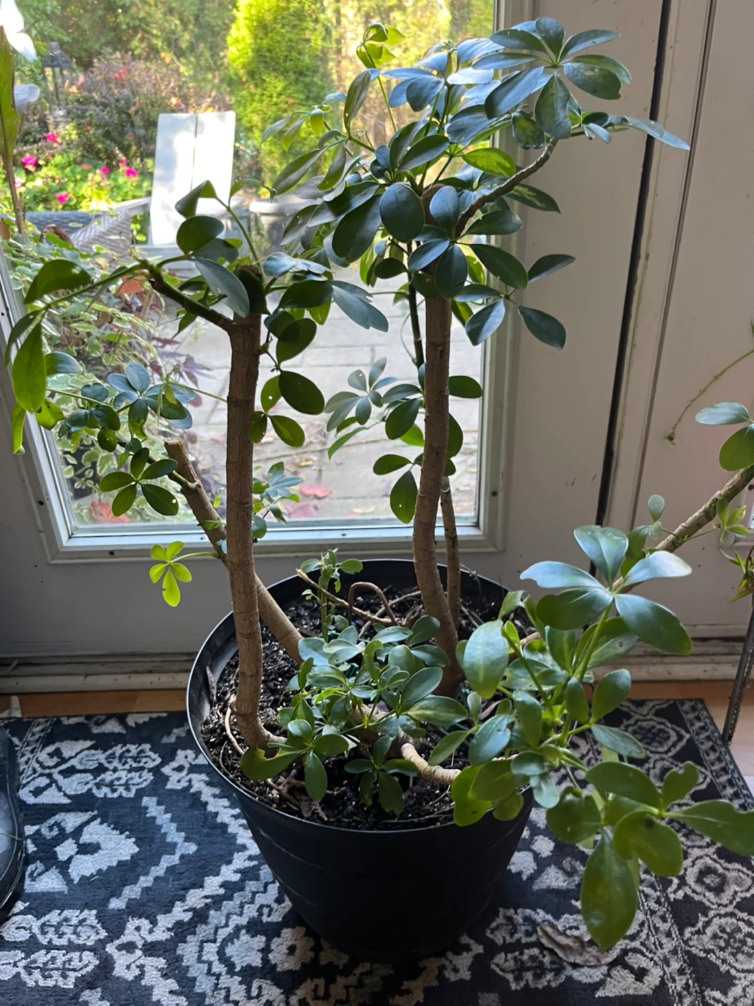 Schefflera Umbrella Plant