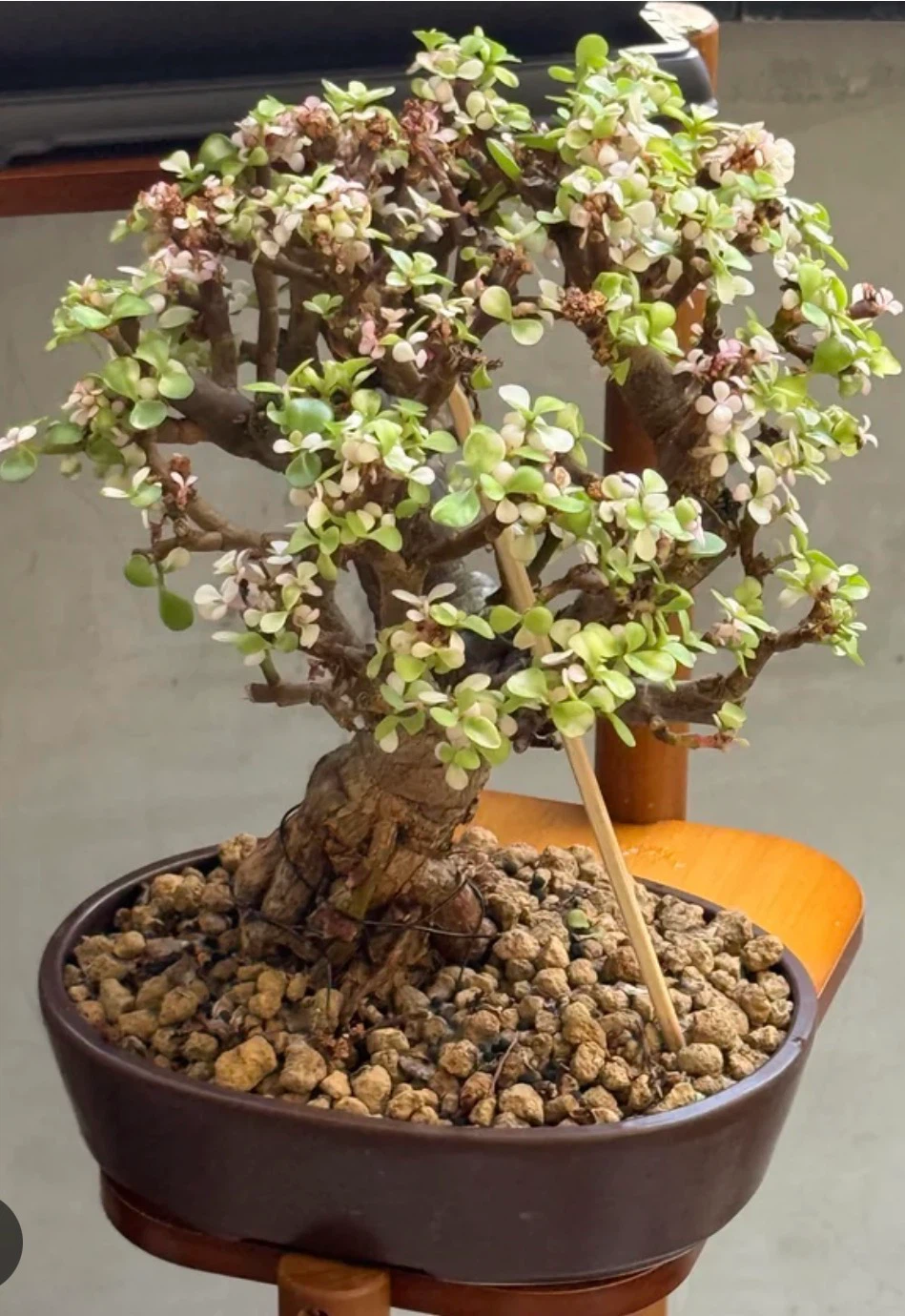 Variegated Elephant Bush plant