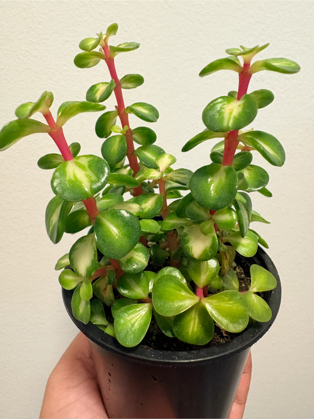 Variegated Elephant Bush plant - photo 2