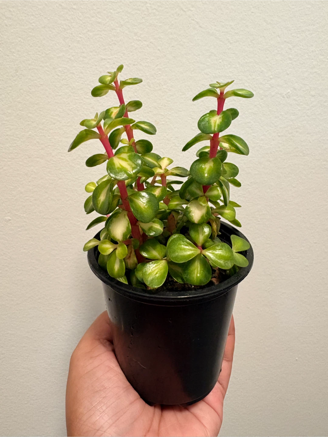 Variegated Elephant Bush plant - photo 3