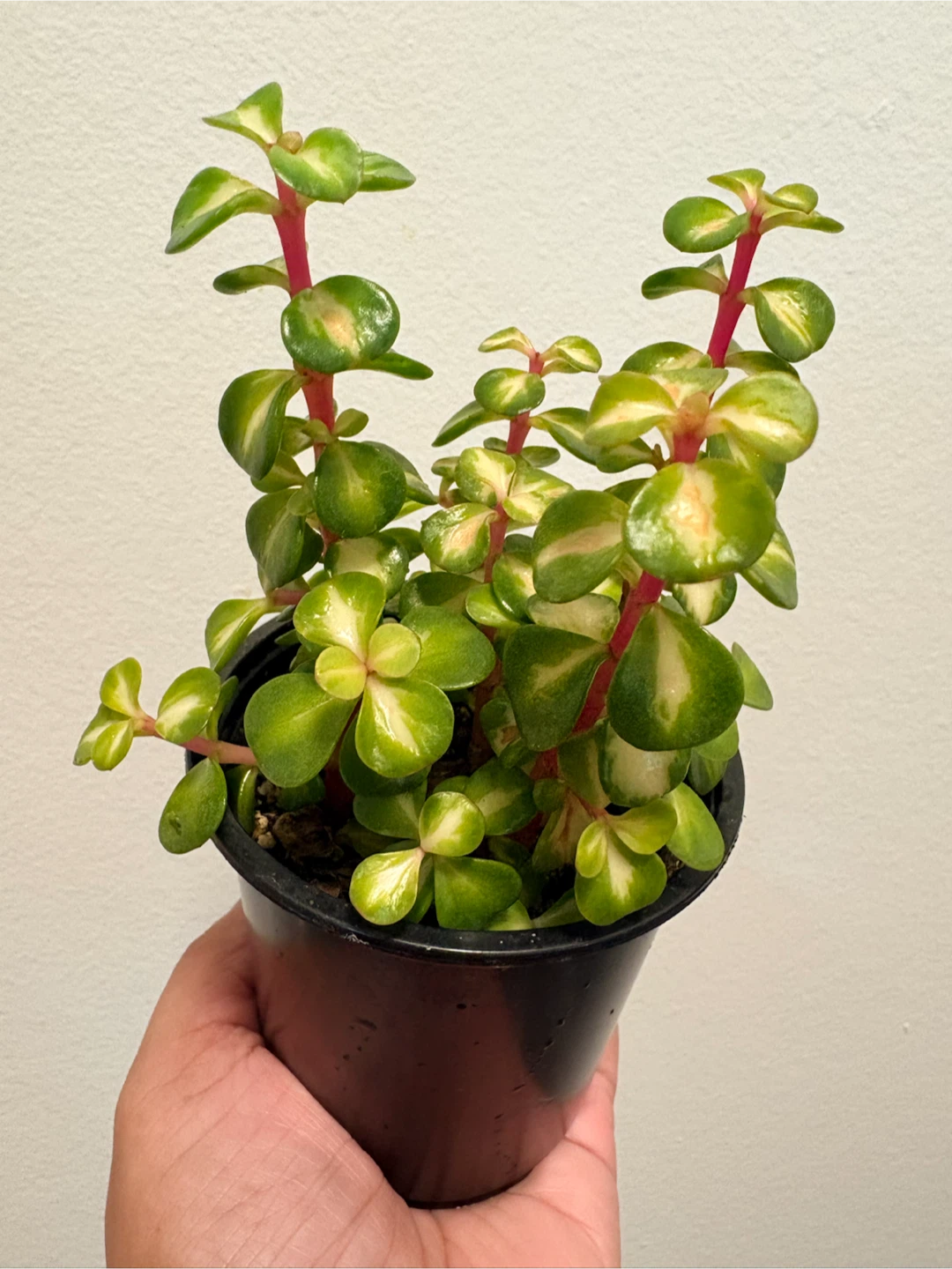 Variegated Elephant Bush plant - photo 4