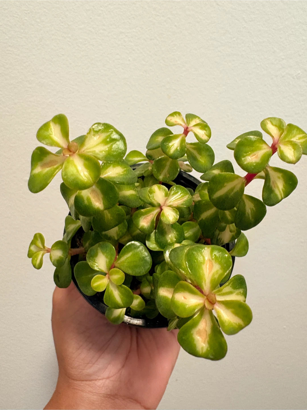Variegated Elephant Bush plant - photo 5