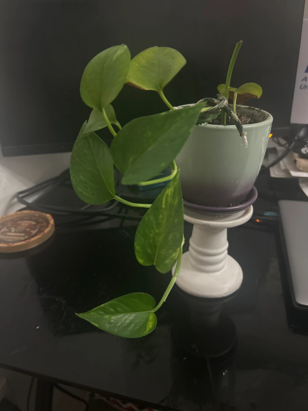 Pothos plant in ceramic pot with pedestal stand