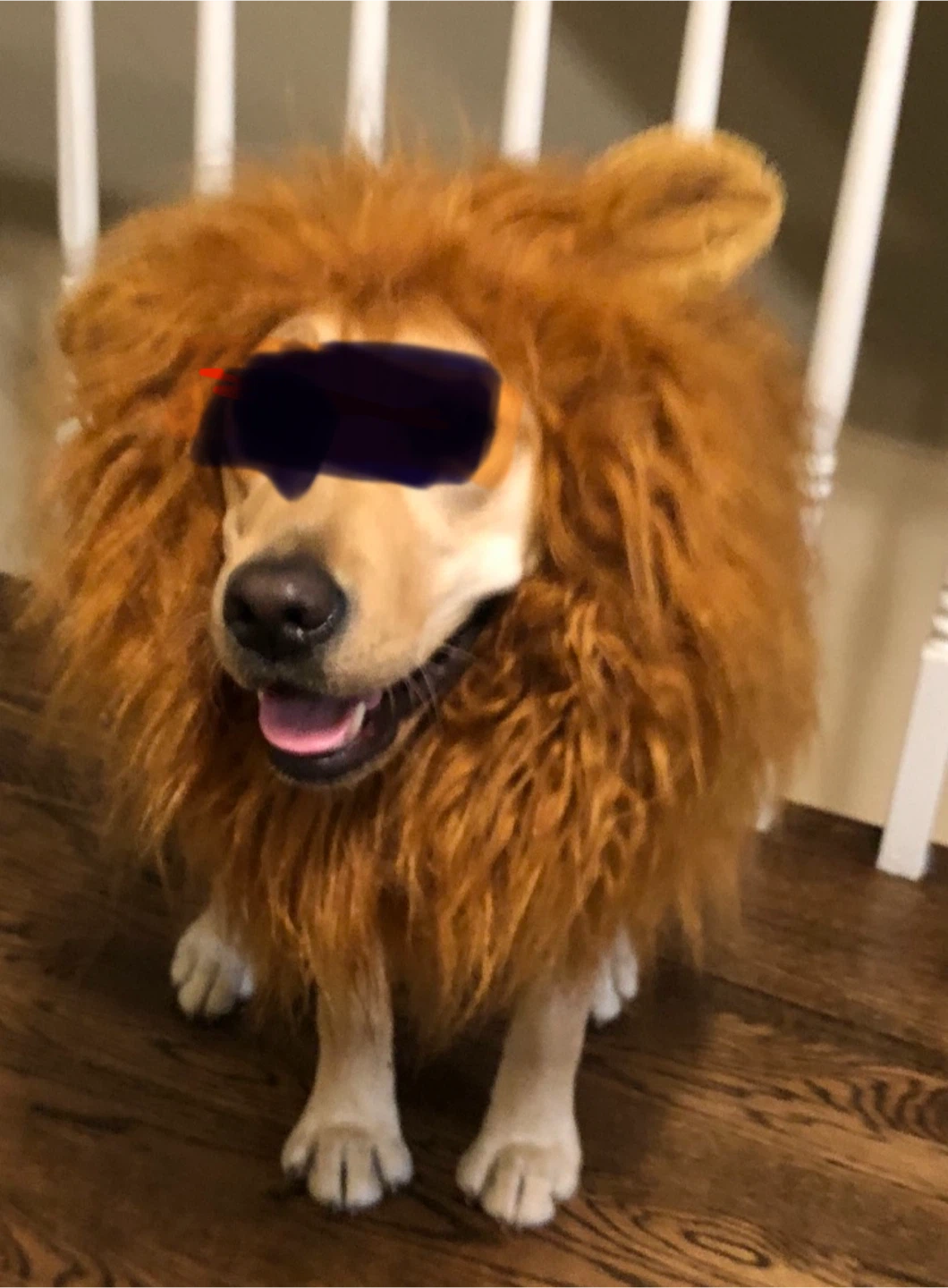 Lion Mane Dog Costume - photo 2