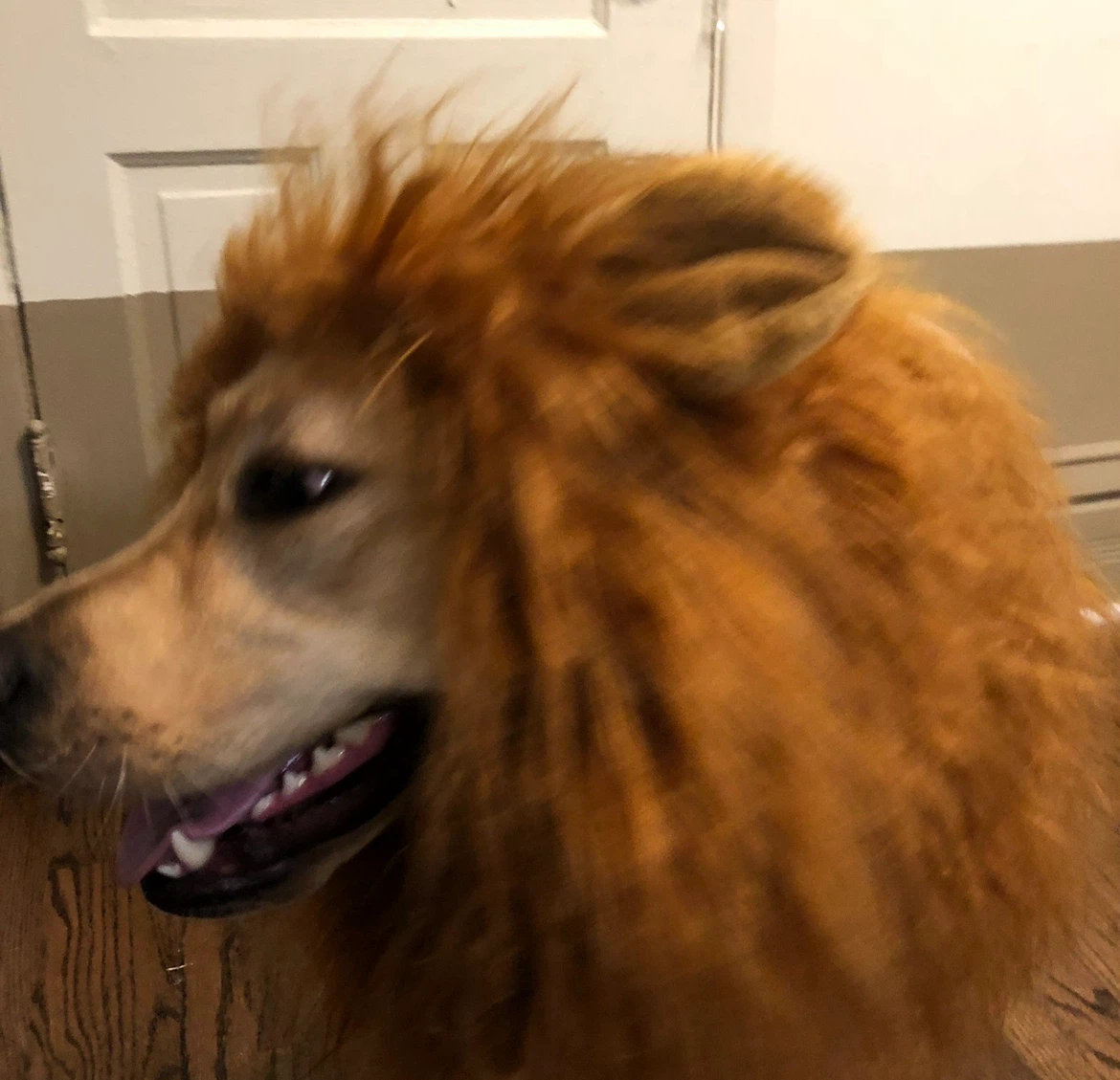 Lion Mane Dog Costume - photo 3