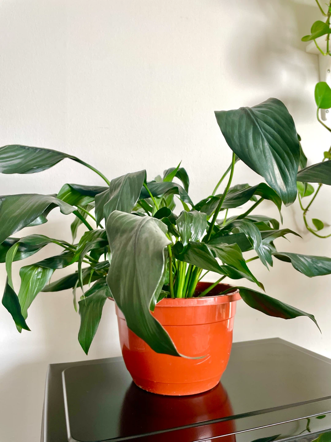 Peace Lily Plant