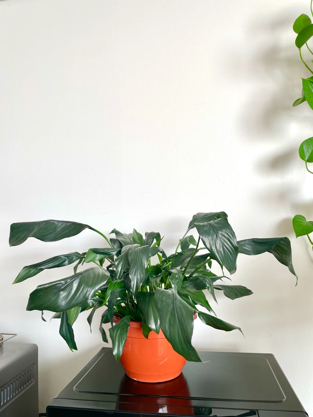Peace Lily Plant - photo 2