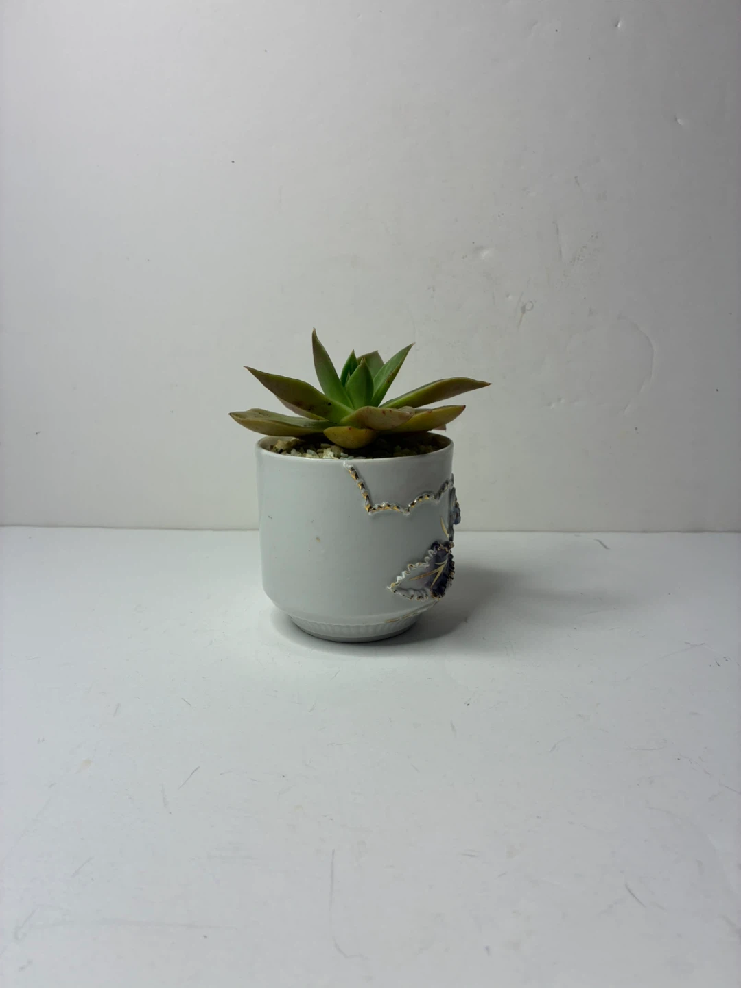 Vintage Floral Porcelain Tea Cup Planter with Live Succulent - photo 2