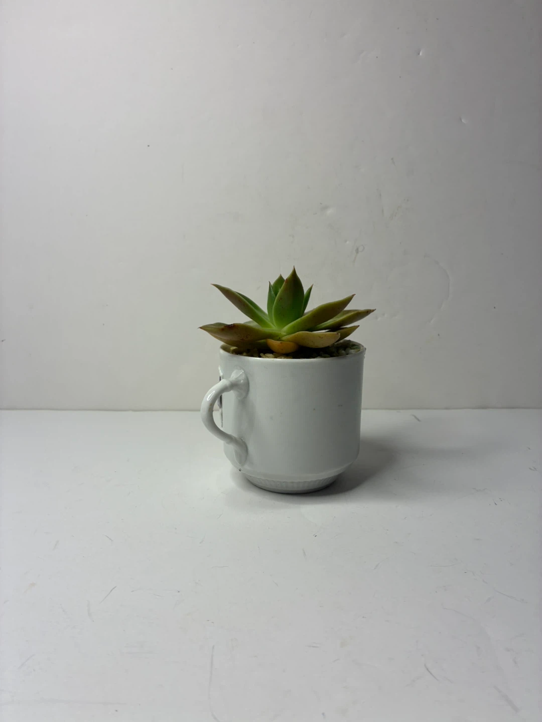Vintage Floral Porcelain Tea Cup Planter with Live Succulent - photo 3