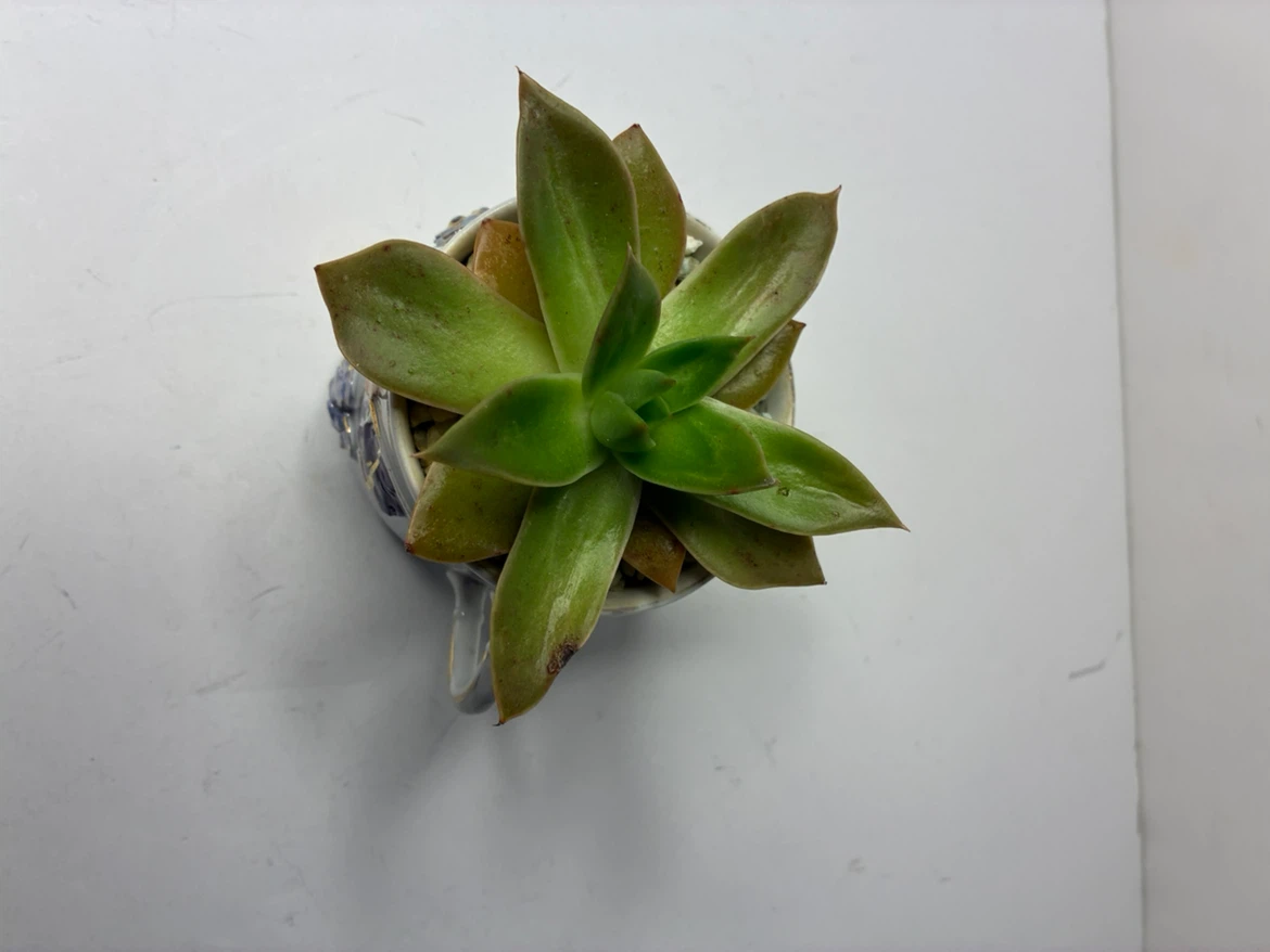Vintage Floral Porcelain Tea Cup Planter with Live Succulent - photo 4