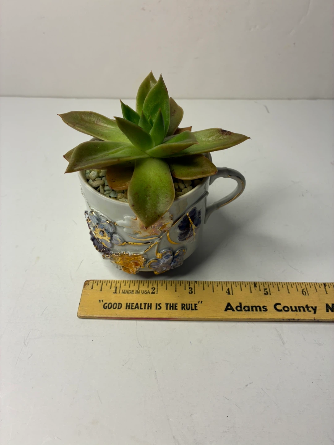 Vintage Floral Porcelain Tea Cup Planter with Live Succulent - photo 5