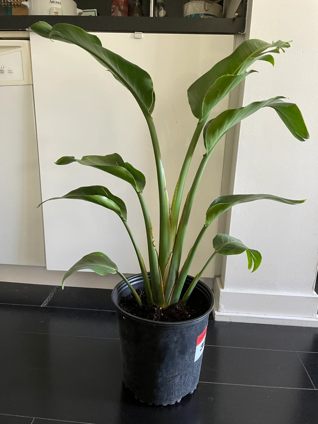 Bird of Paradise Houseplant