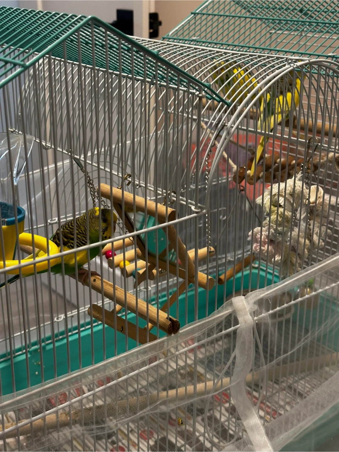 Budgies,Bird Cage with Accessories - photo 3