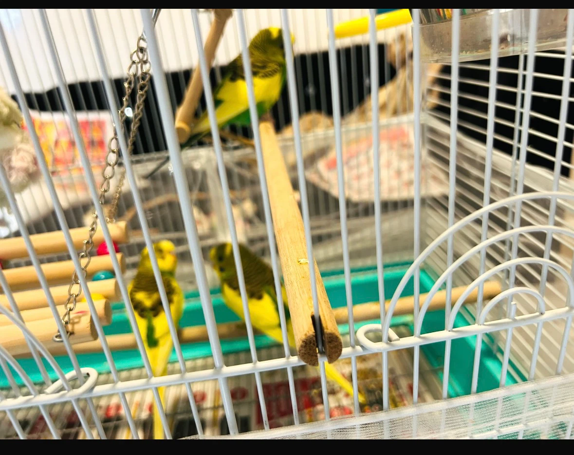 Budgies,Bird Cage with Accessories - photo 5