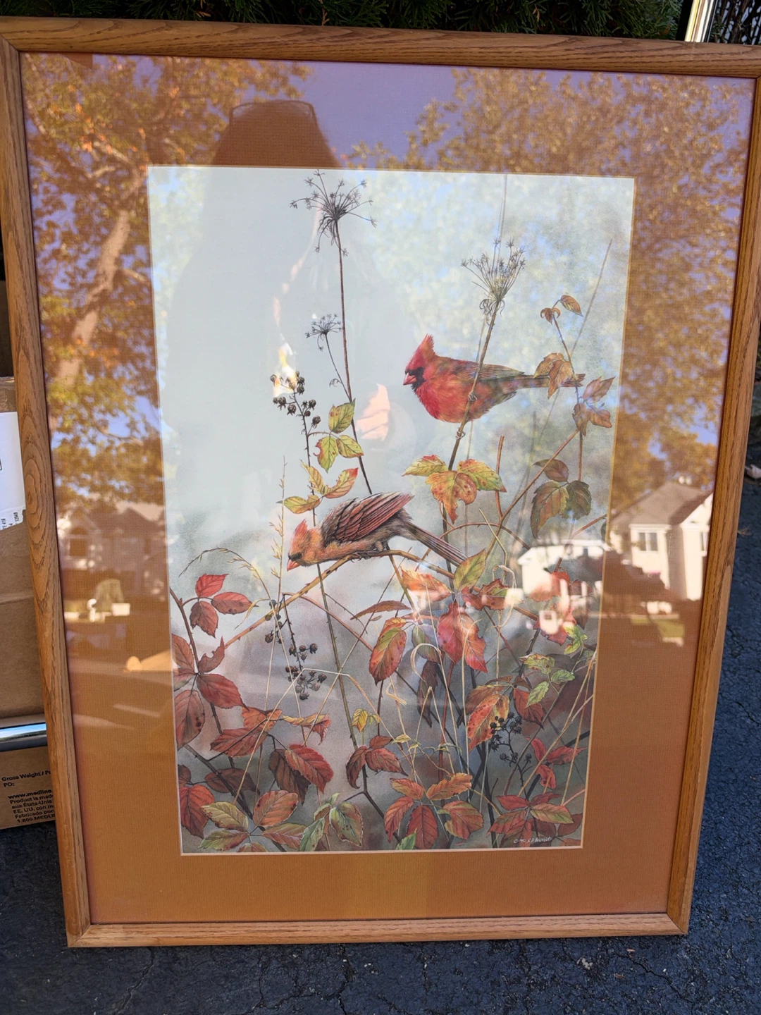 Full Brilliance Cardinals Framed Print by Susan Brindle
