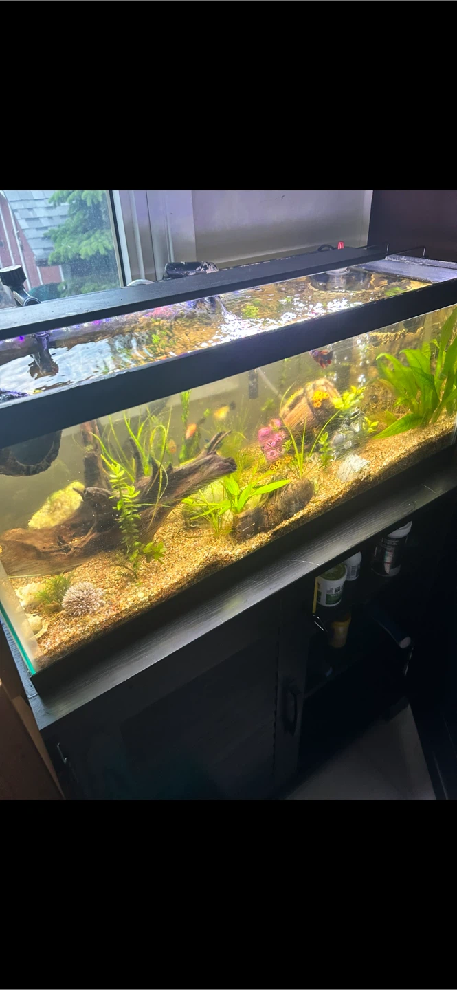 20 Gallon Long Glass Aquarium Tank