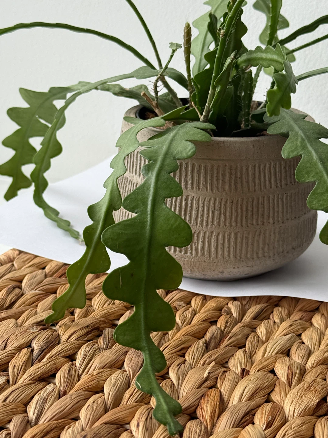Fishbone ZigZag Cactus in Gray Pot with Wooden Stand
