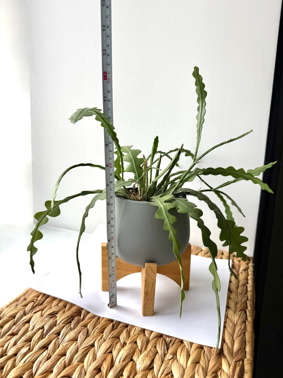 Fishbone ZigZag Cactus in Gray Pot with Wooden Stand - photo 2