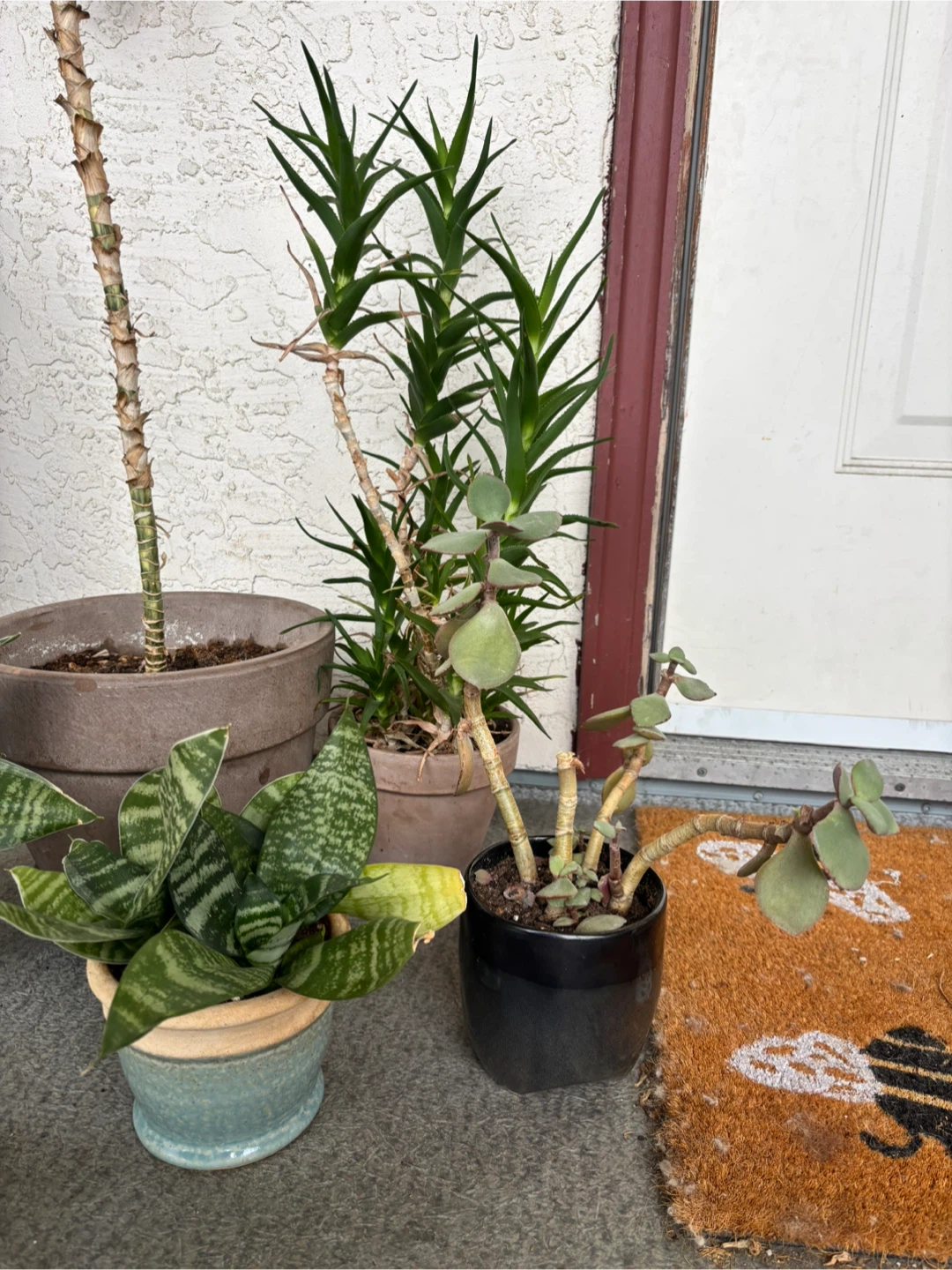 FREE Houseplants – Various Types