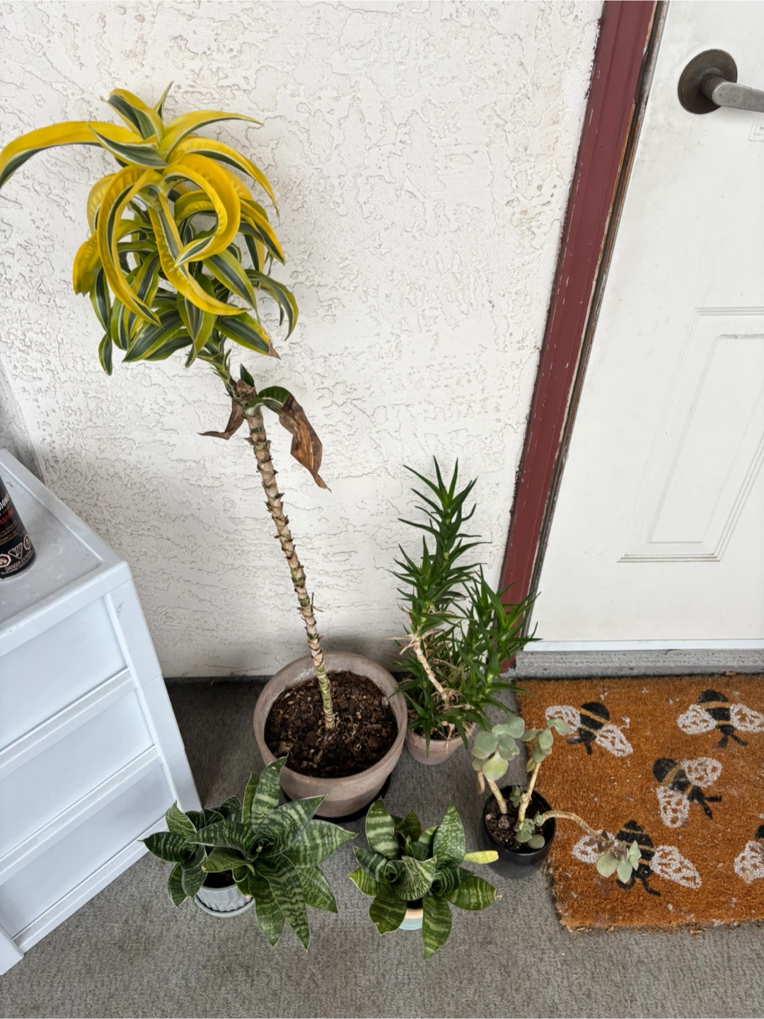 FREE Houseplants – Various Types - photo 2