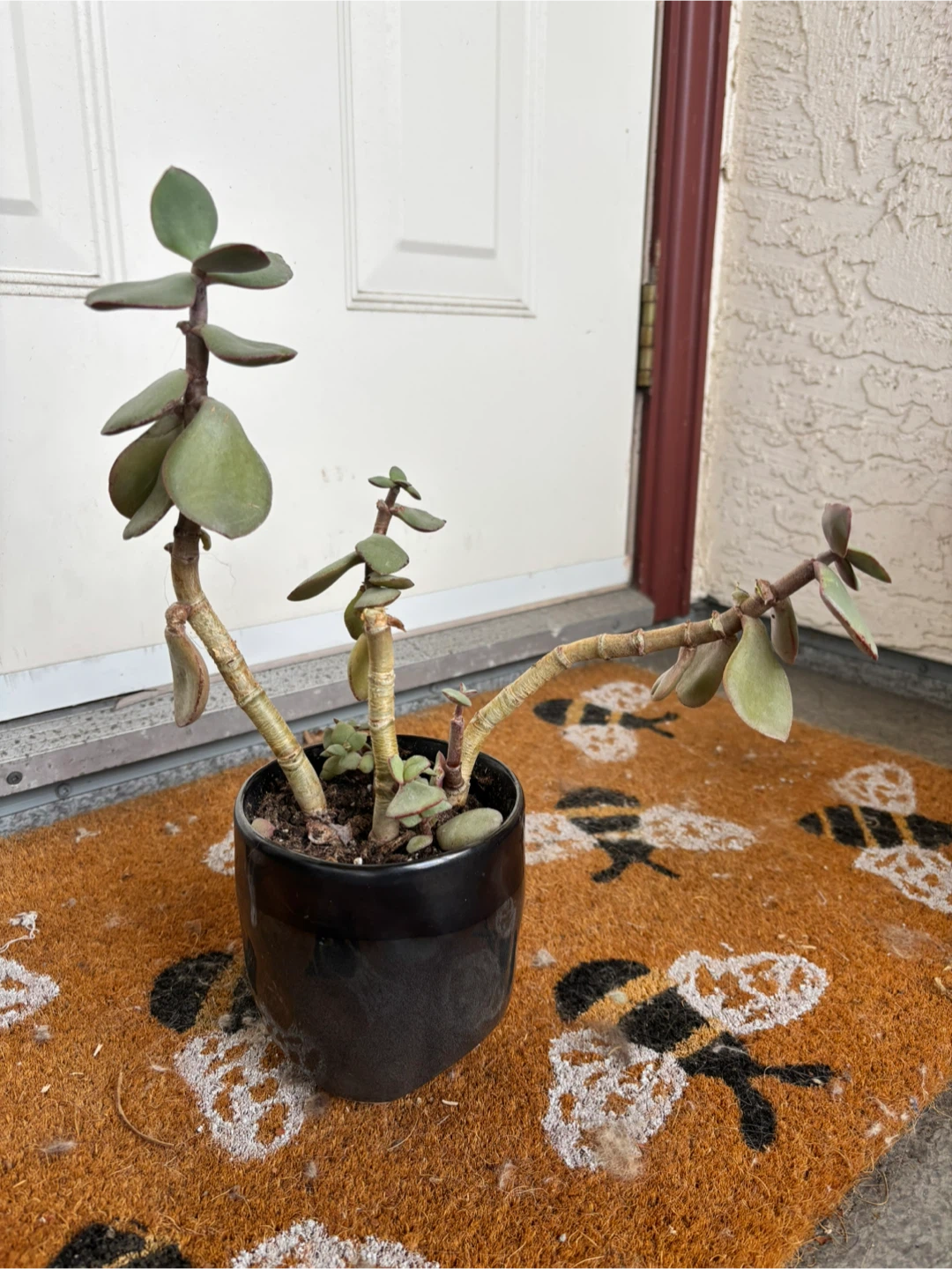 FREE Houseplants – Various Types - photo 3