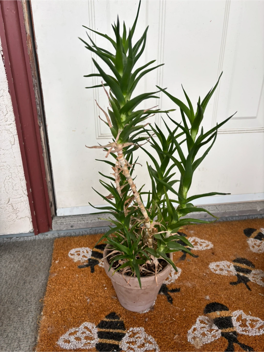 FREE Houseplants – Various Types - photo 4