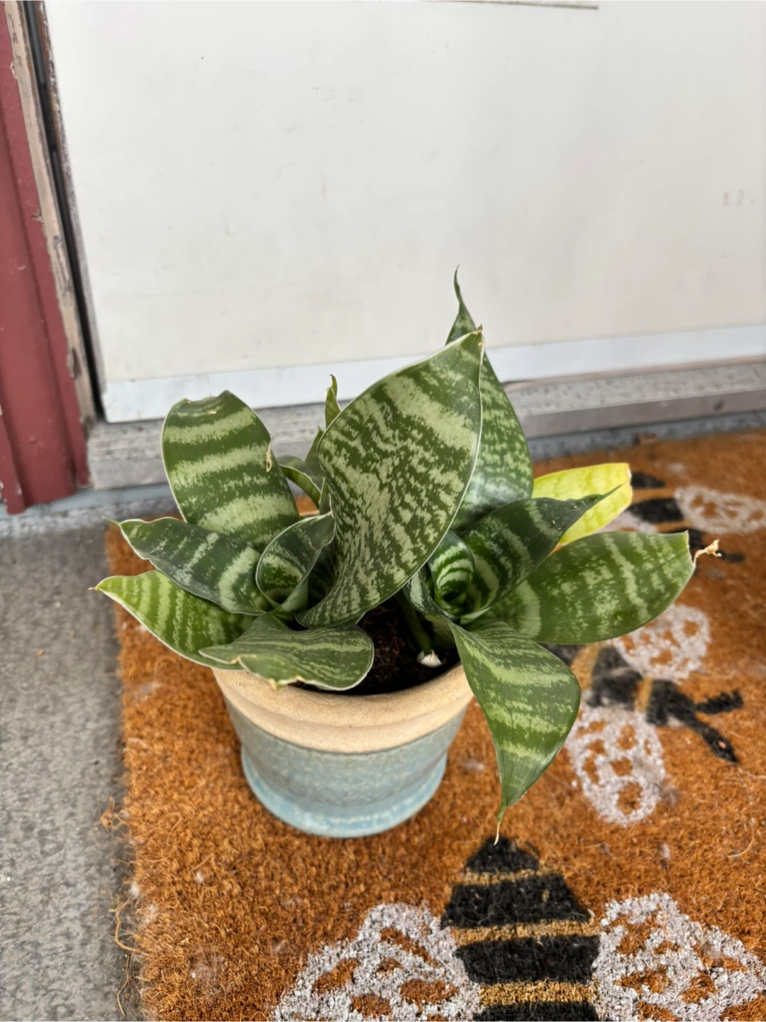 FREE Houseplants – Various Types - photo 5