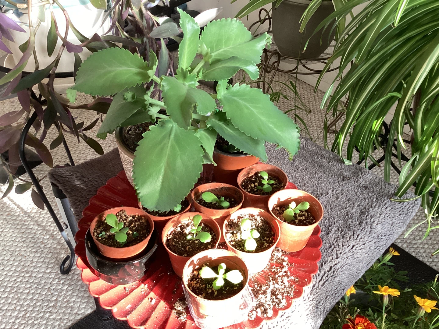 One Mother of Hundreds Succulent Plant and/or offspring