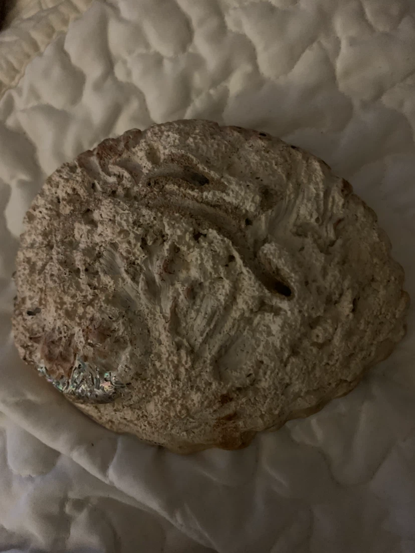 Natural Iridescent Abalone Shell