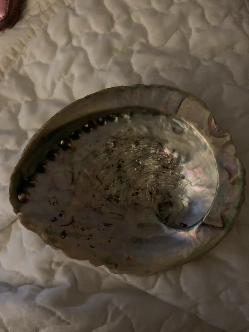 Natural Iridescent Abalone Shell - photo 2