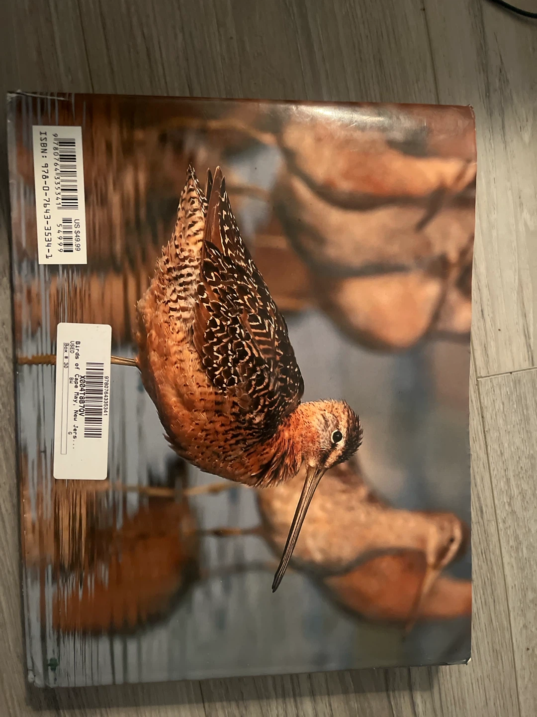 Birds of Cape May by Kevin T. Karlson - photo 5