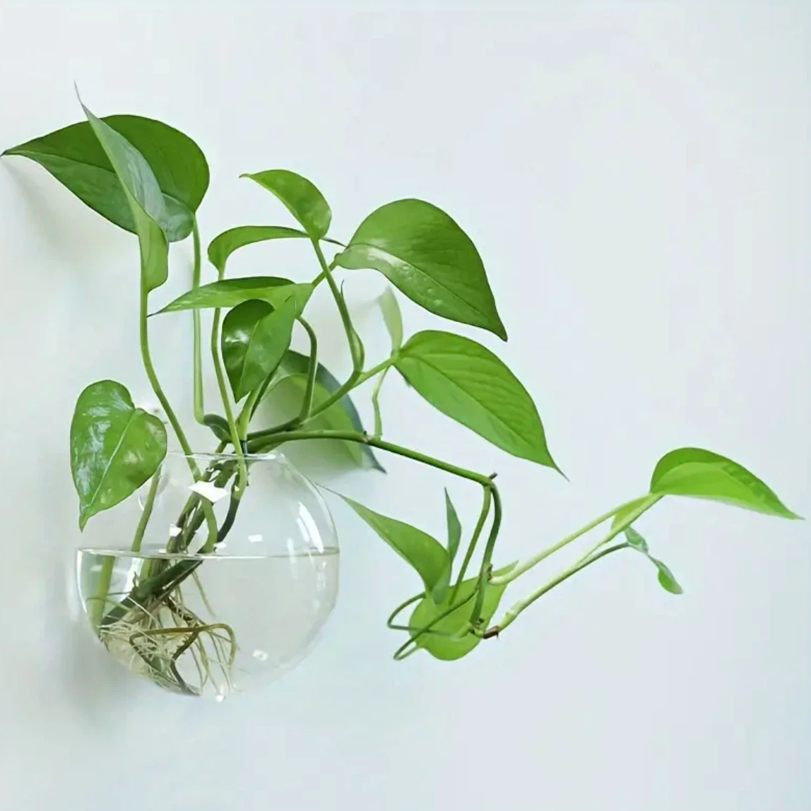 Wall Mounted Glass Globe Planters x5 - photo 2