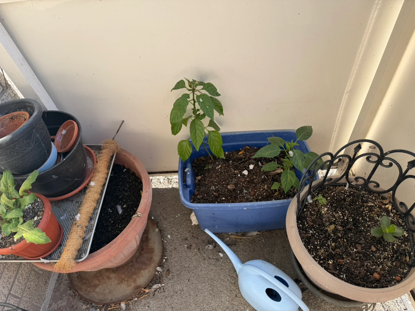 Free soil
