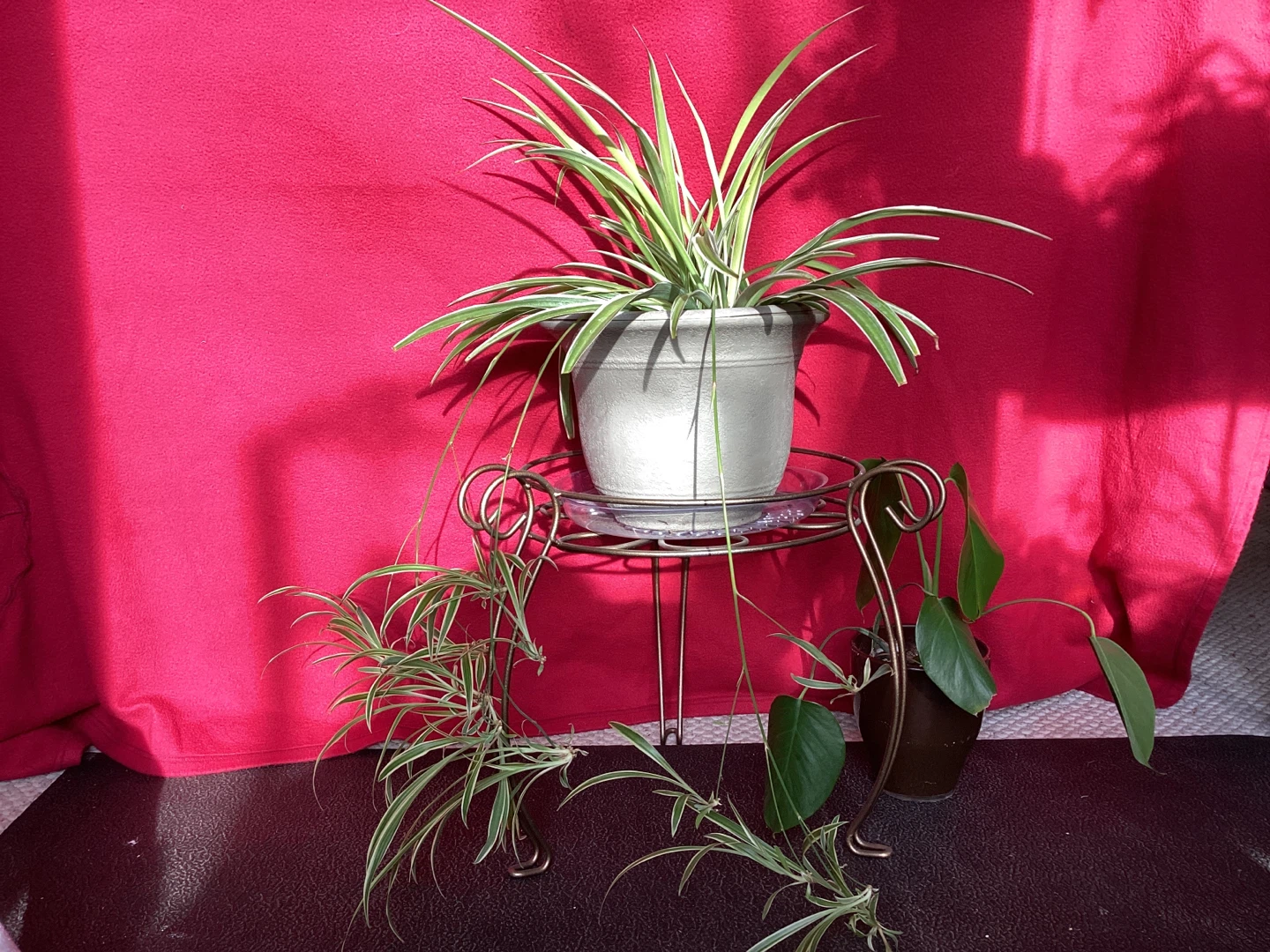 Large Plants