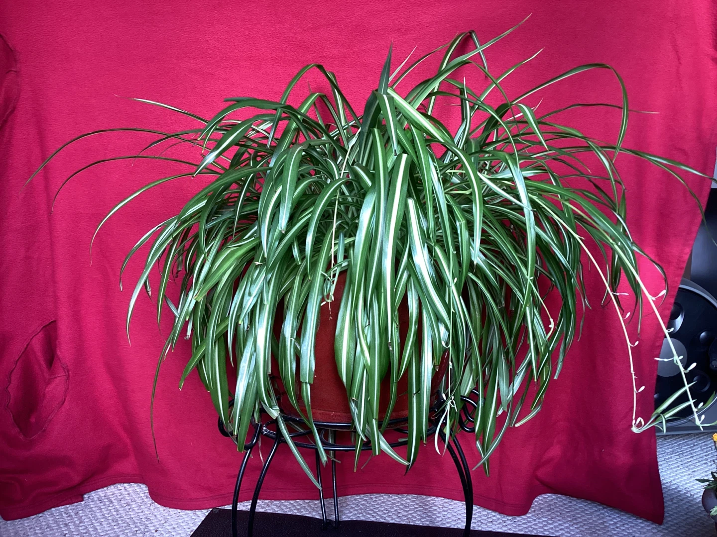 Large Plants - photo 2