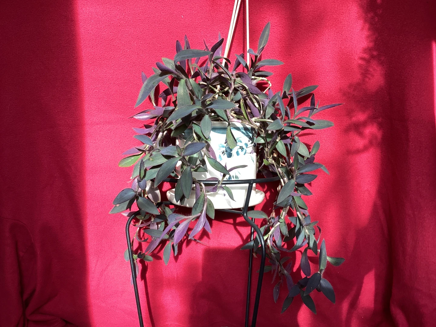 Large Plants - photo 3