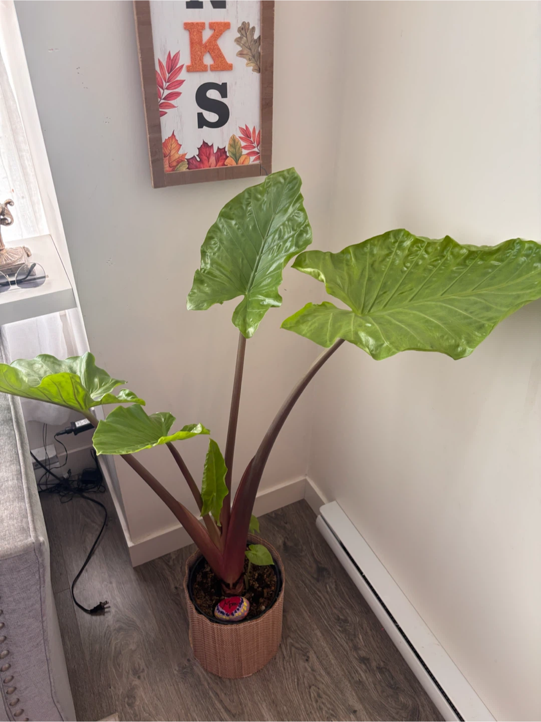 Alocasia Dark Star Plant