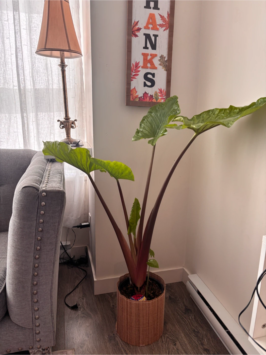 Alocasia Dark Star Plant - photo 2
