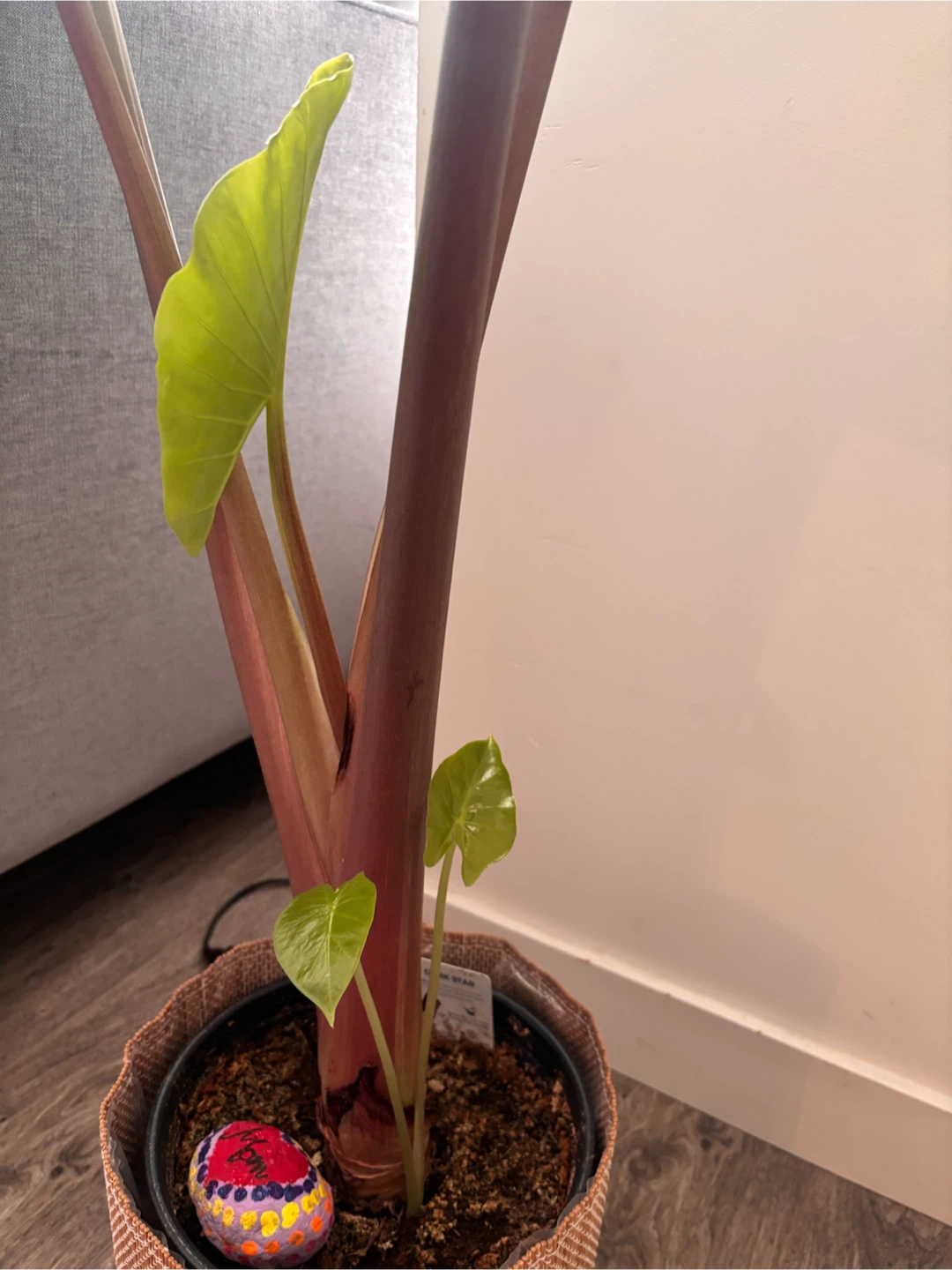 Alocasia Dark Star Plant - photo 3
