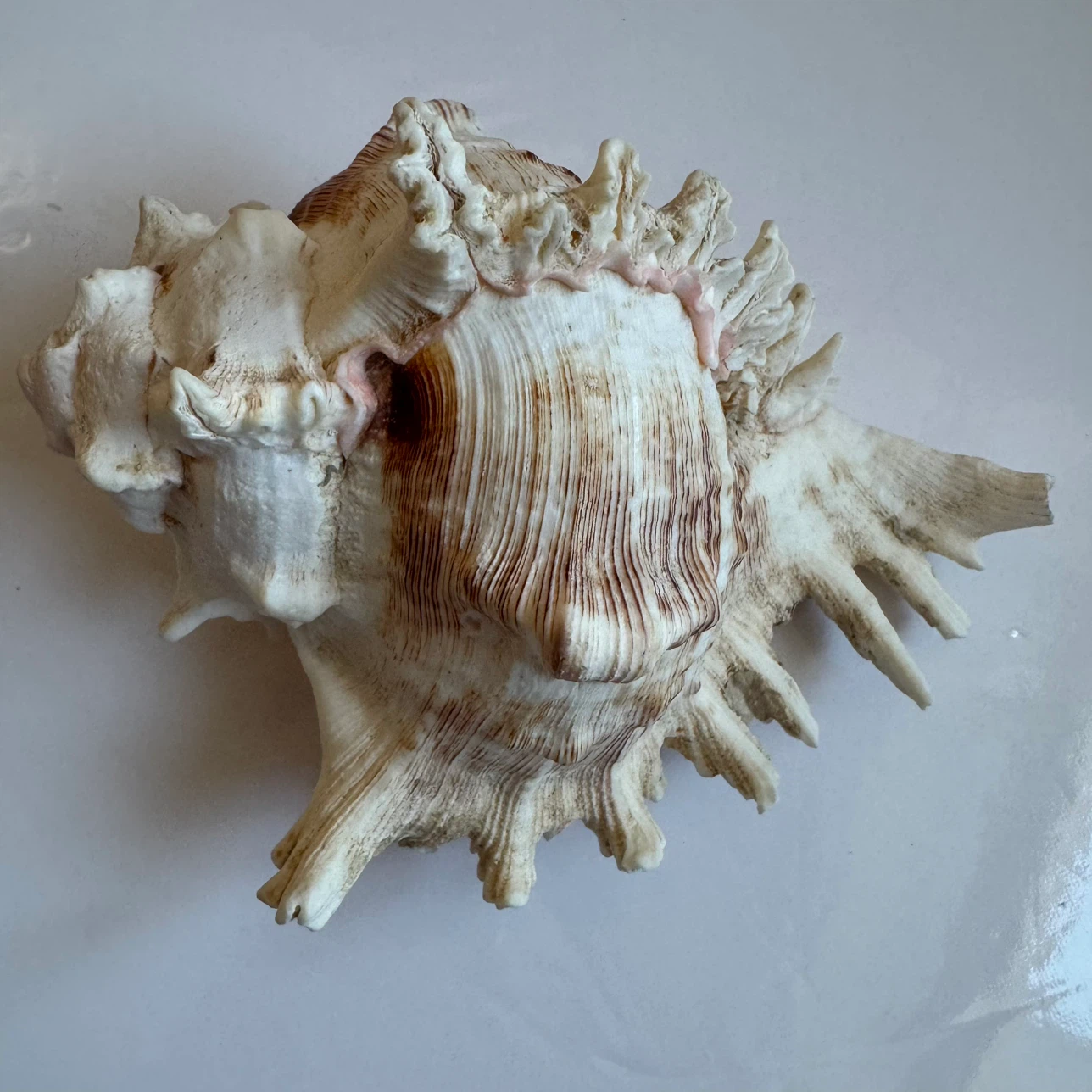 Large Real Murex Ramosus Natural Conch Seashell Decor 7"