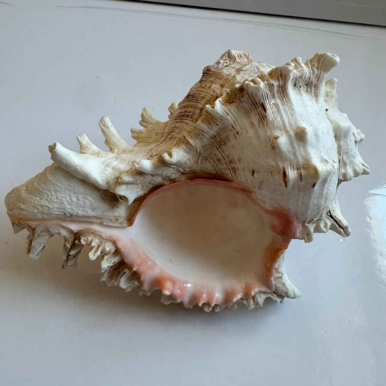 Large Real Murex Ramosus Natural Conch Seashell Decor 7" - photo 2