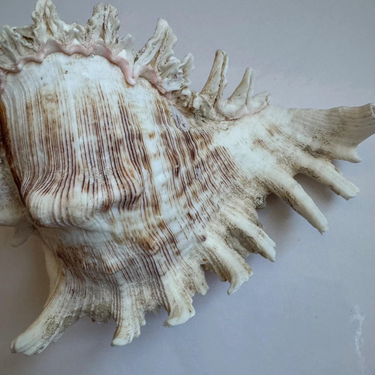 Large Real Murex Ramosus Natural Conch Seashell Decor 7" - photo 3