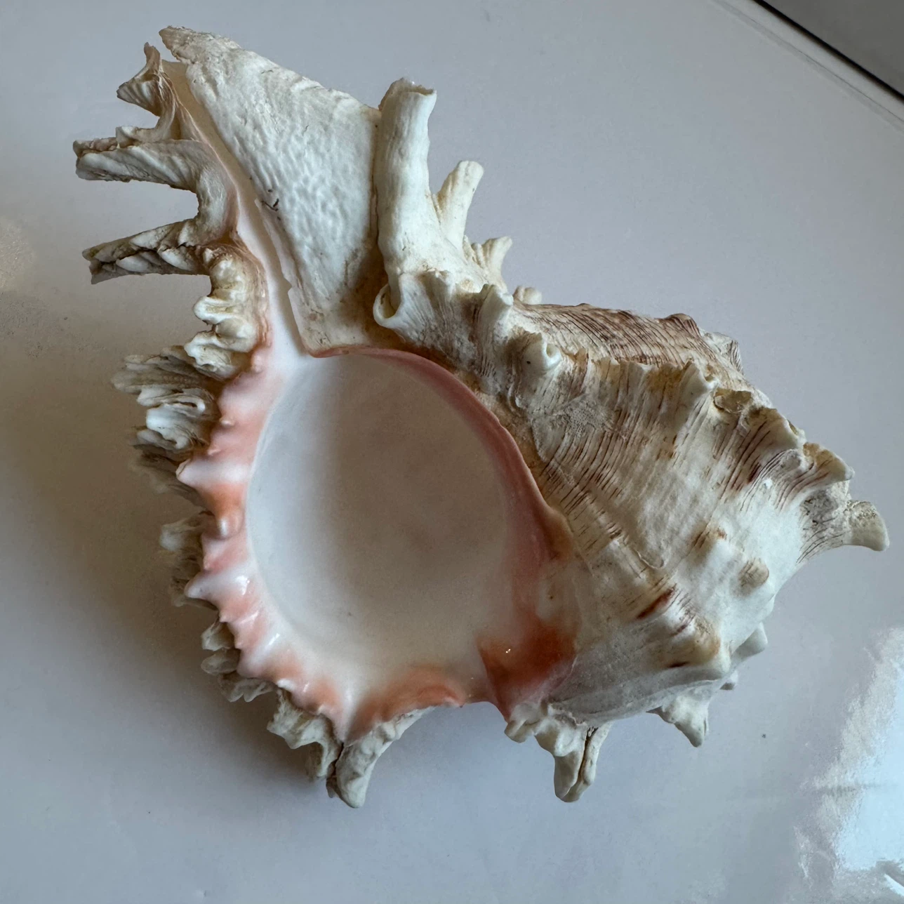 Large Real Murex Ramosus Natural Conch Seashell Decor 7" - photo 4
