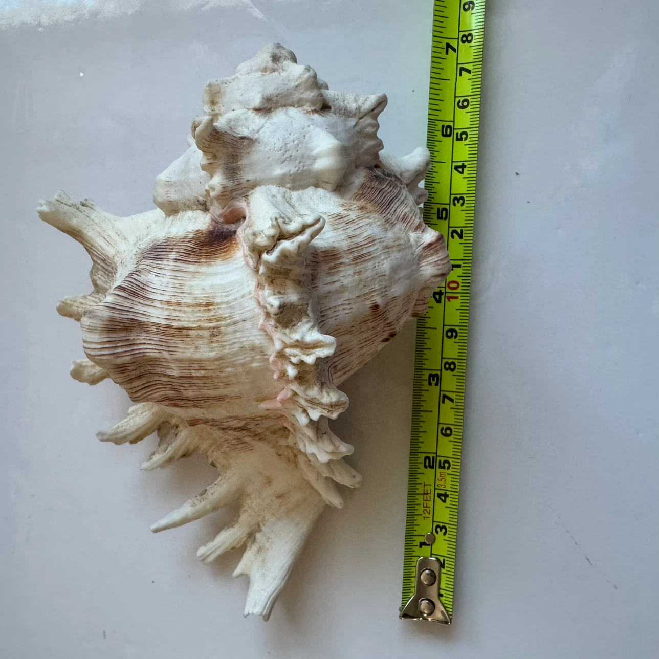 Large Real Murex Ramosus Natural Conch Seashell Decor 7" - photo 5