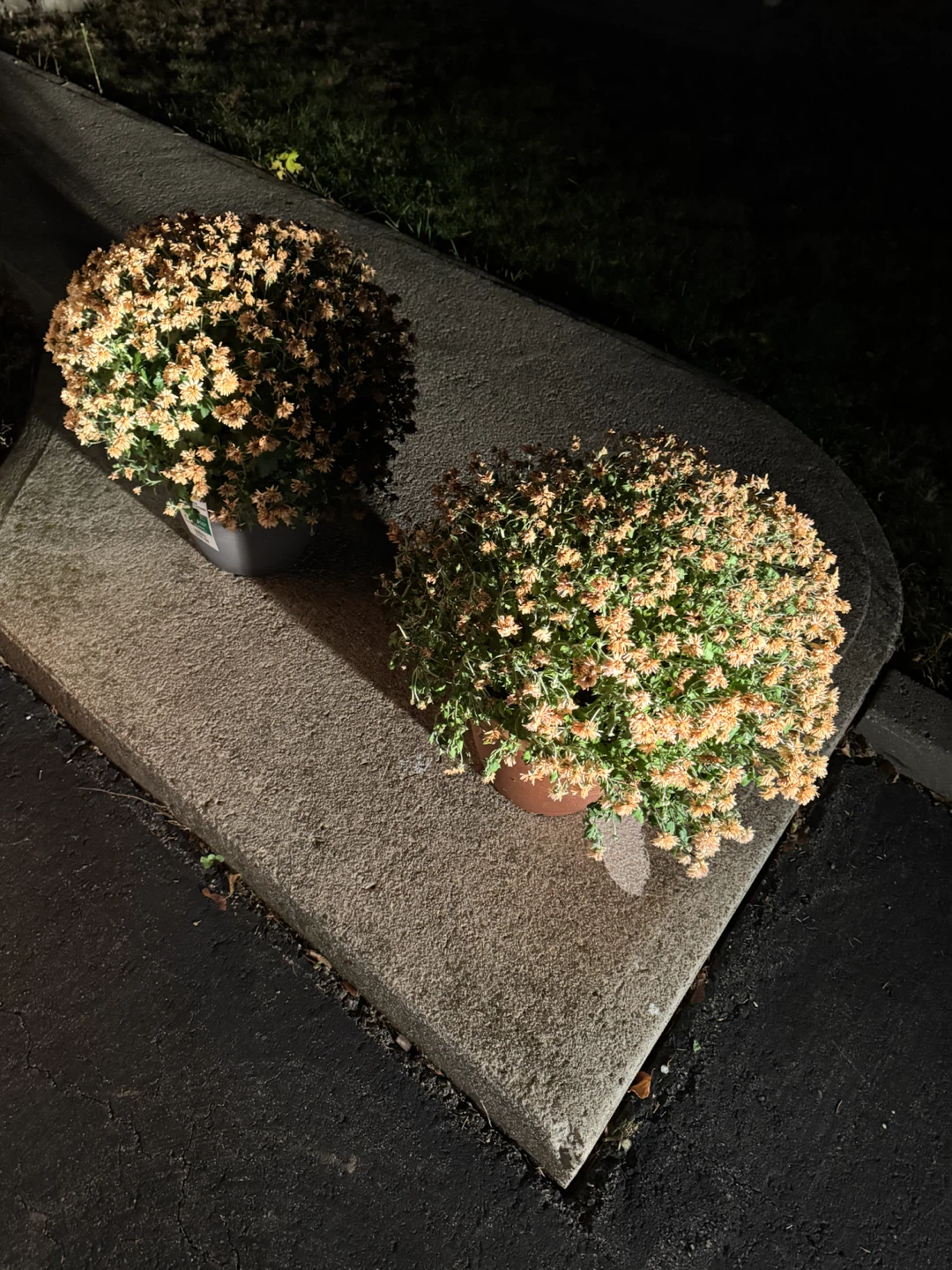 Two Vigoro Garden Mums