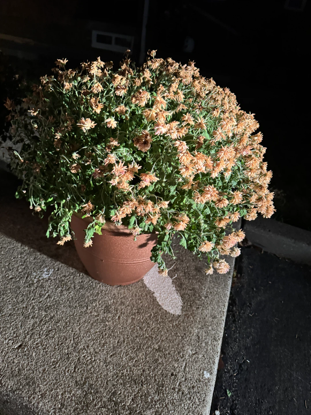 Two Vigoro Garden Mums - photo 2