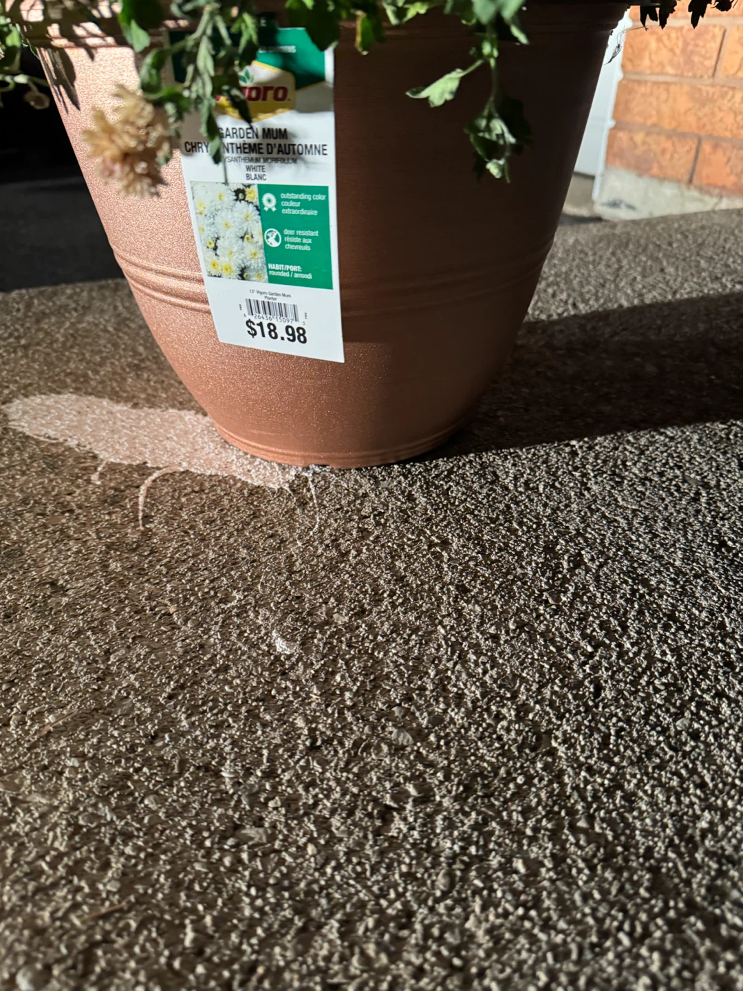 Two Vigoro Garden Mums - photo 3