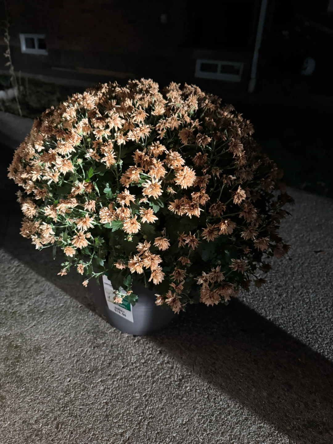 Two Vigoro Garden Mums - photo 4