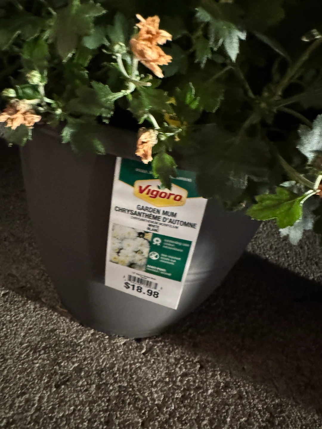 Two Vigoro Garden Mums - photo 5
