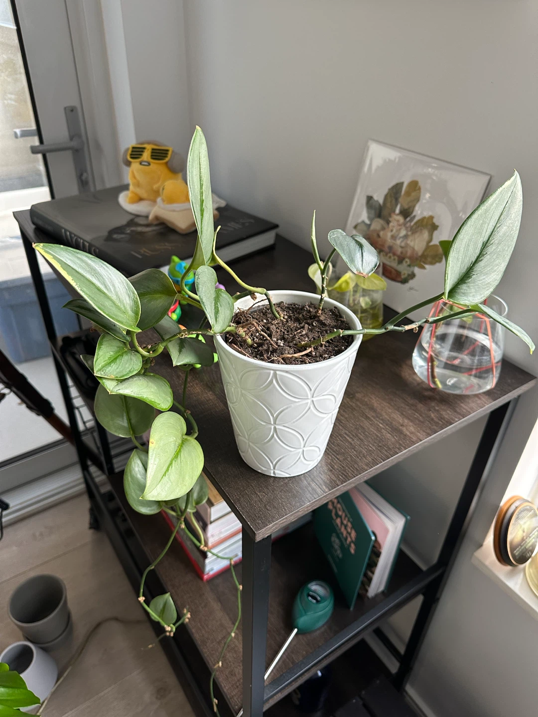Silver Sword Philodendron Plant W Pot